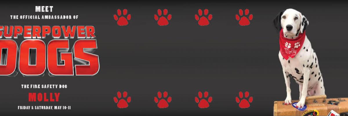 Meet Molly the Fire Safety Dog