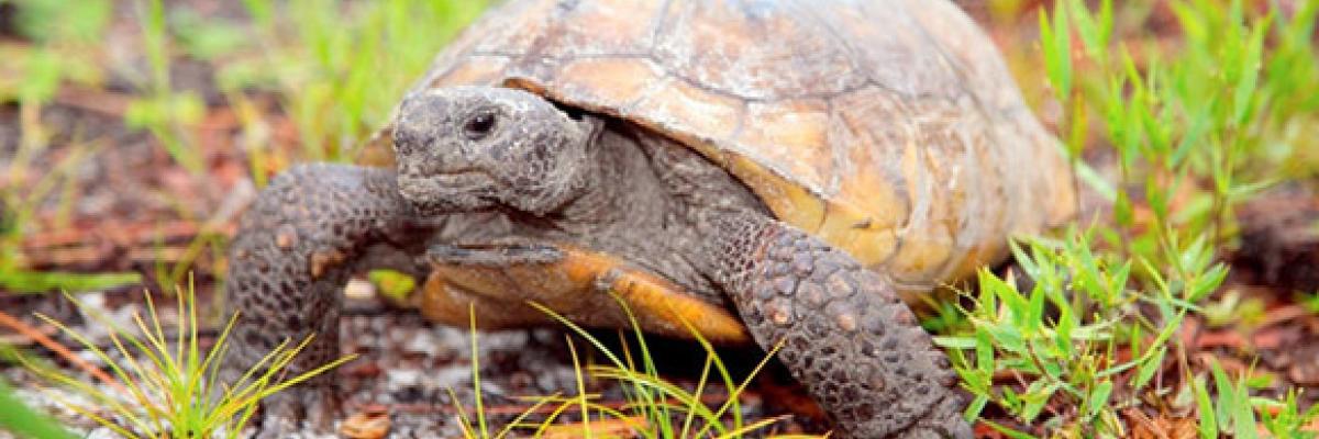 The Gopher Tortoise  - A Keystone Species Conservation Challenge