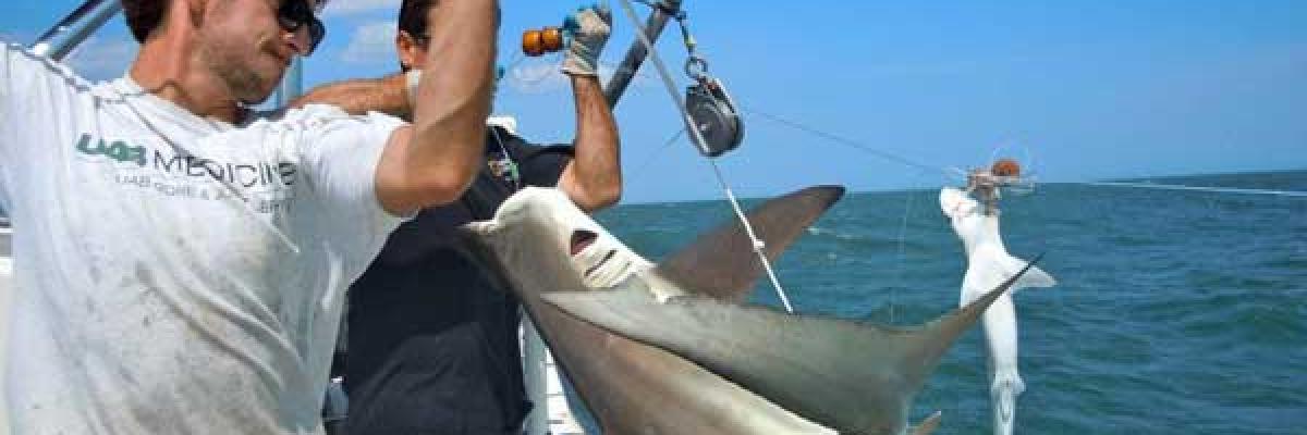 Biology of Sharks & Rays