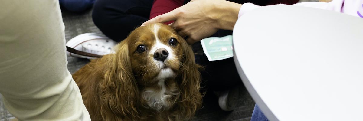 Therapy dog at Stress Buster Day