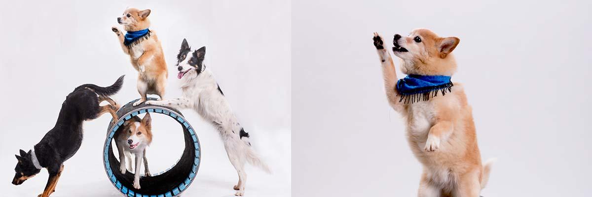 Mutts Gone Nuts