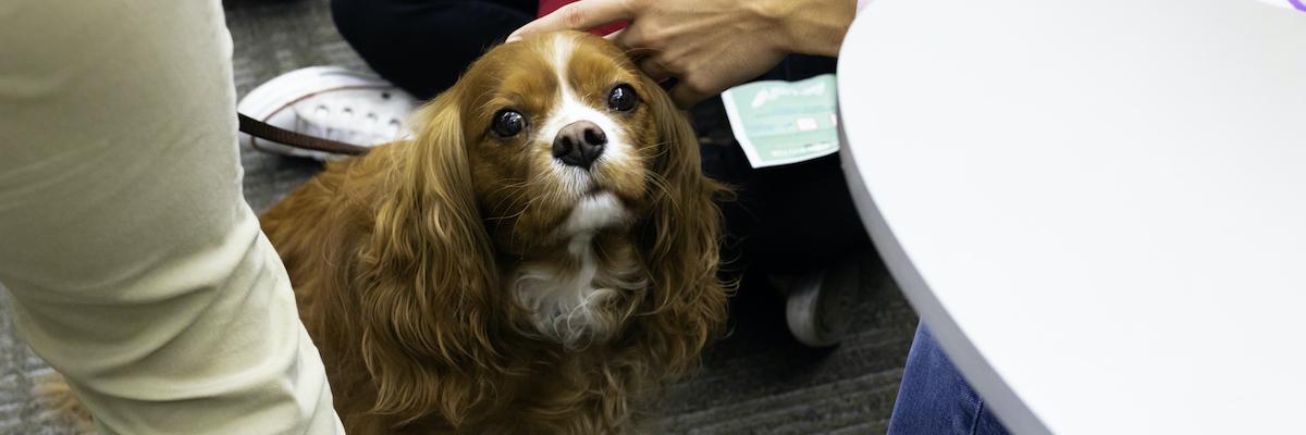 cocker spaniel dog looking at the camera